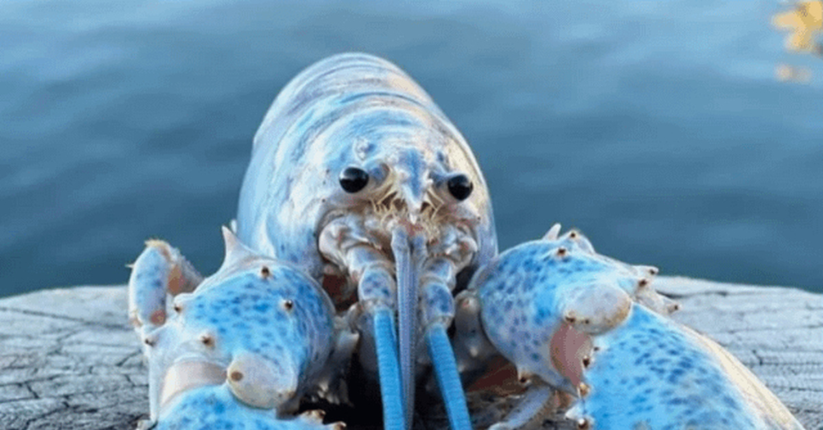 Американский лобстер