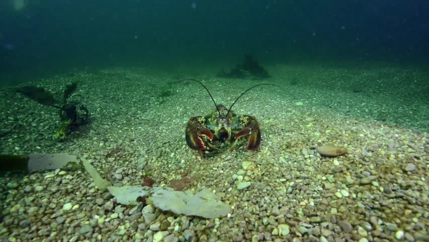 Лобстер в океане