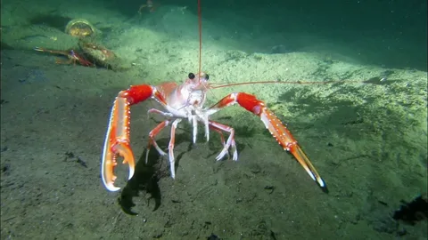 Норвежский лобстер